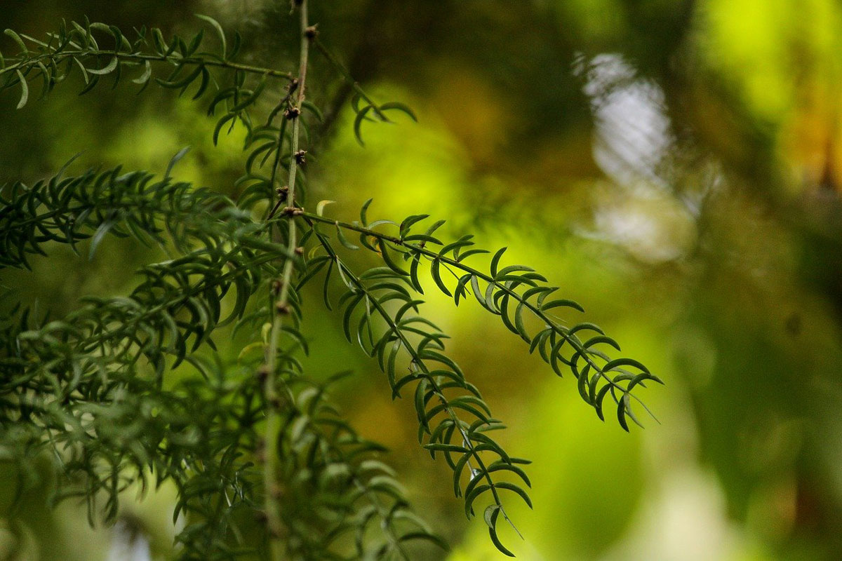 Shatavari plant