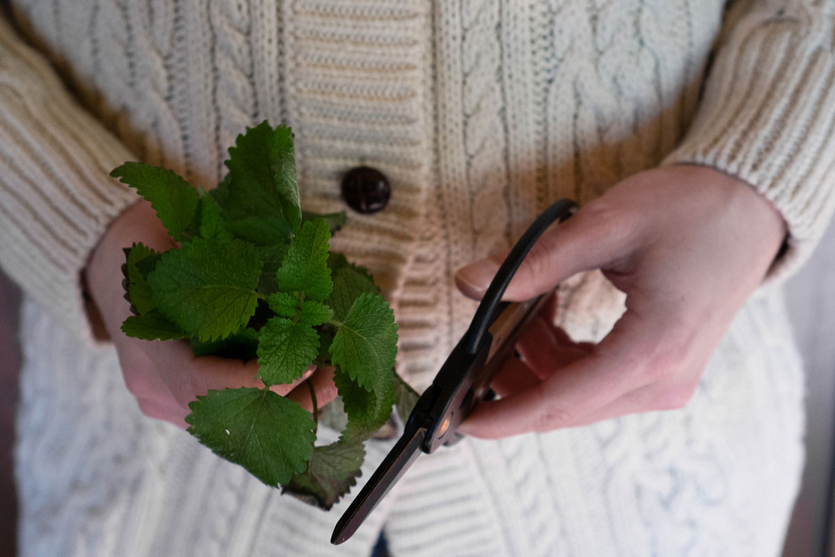 harvesting peppermint in winter