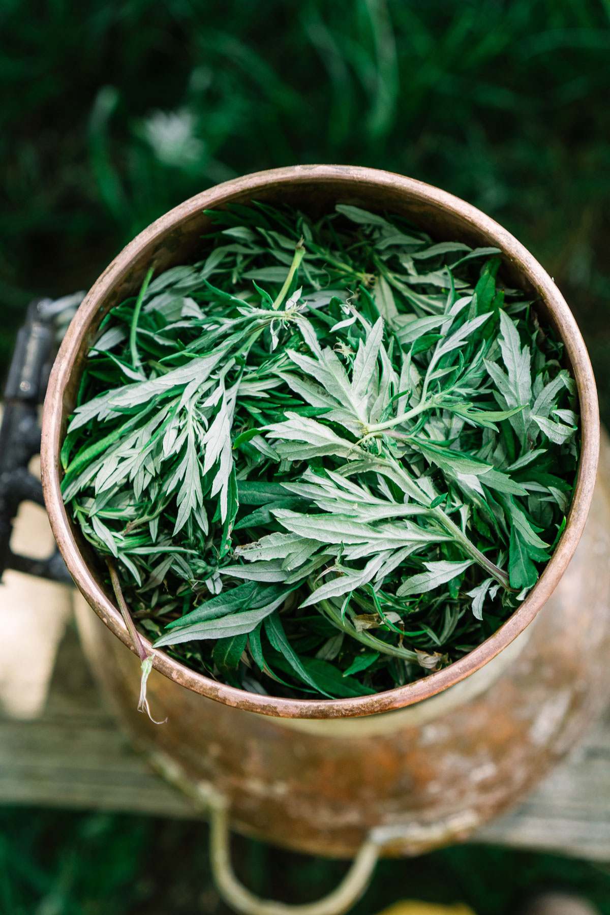 Learn how to use mugwort in a variety of ways.