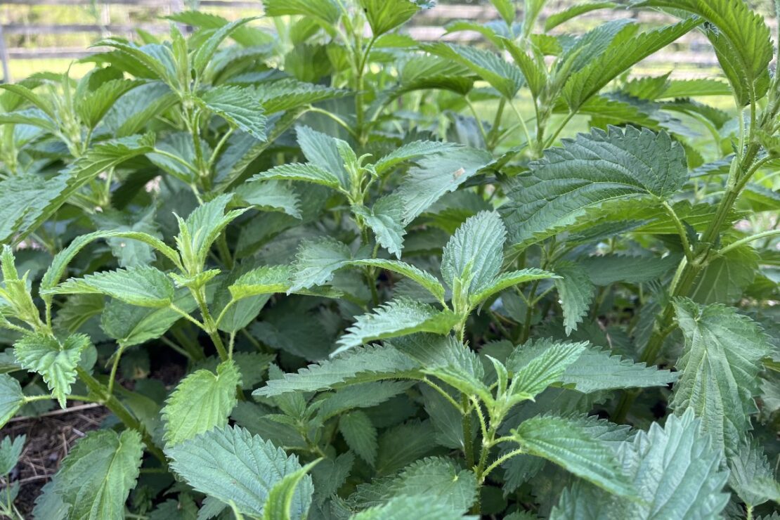 Nettle Leaf Nursing Tea with Oatstraw and Alfalfa by Herbal Academy