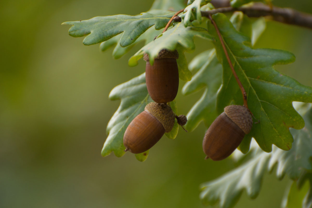 Acorns are a great find for a winter foraging expedition. 