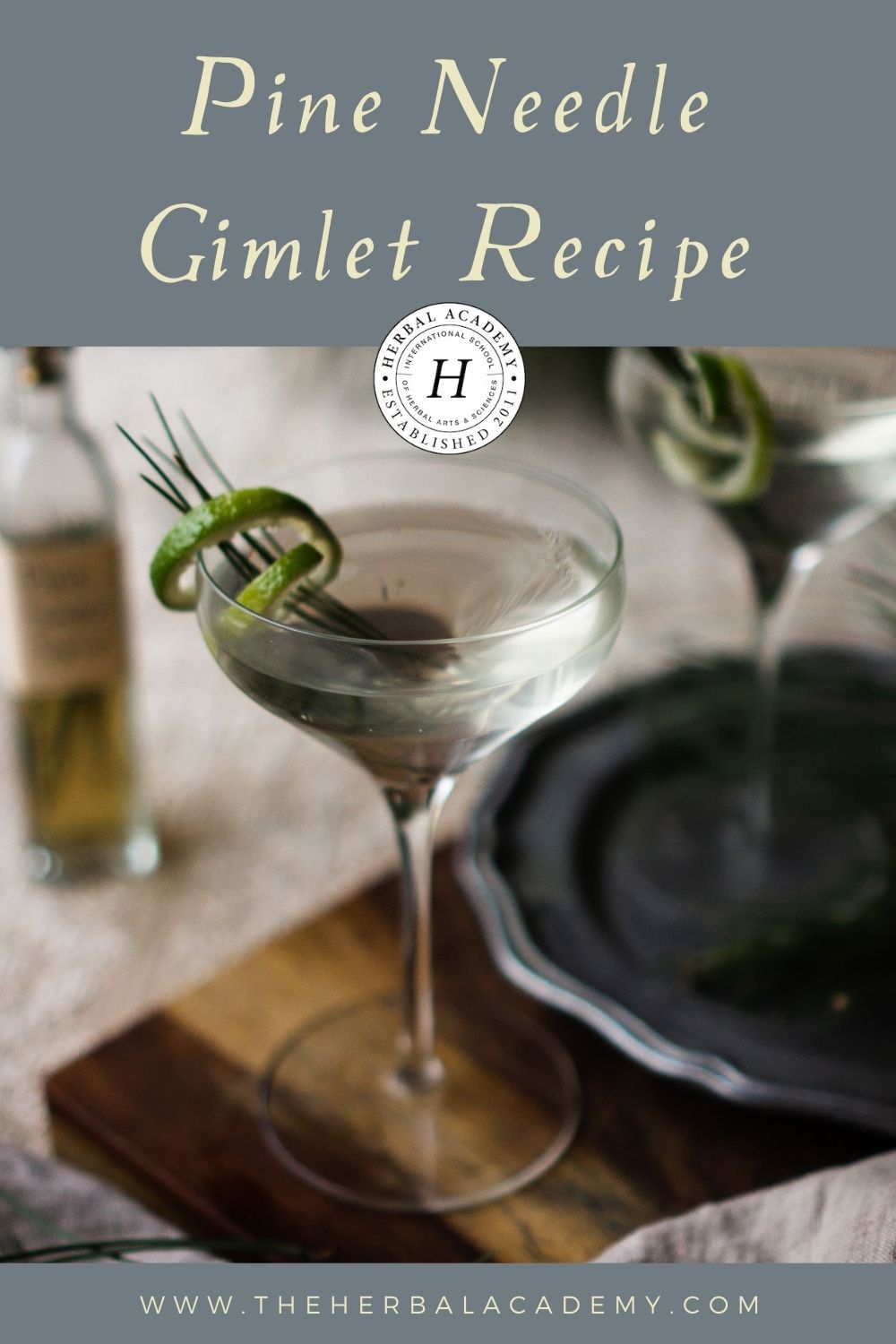 30+ Pine Needle Recipes: Drinks, Desserts, Syrups, Balms & More!