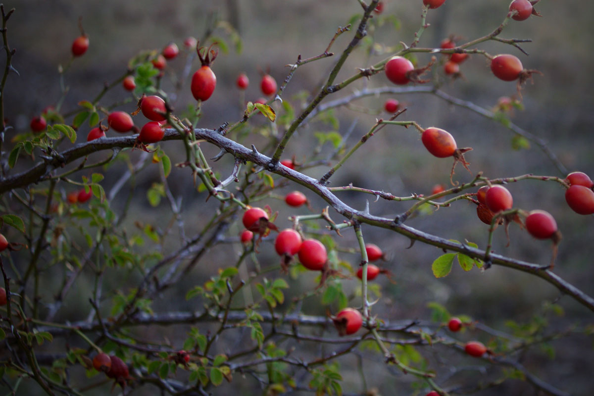 rose hips on bush