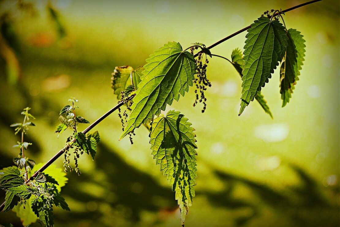 Nettle Leaf Nursing Tea with Oatstraw and Alfalfa | Herbal Academy | stinging nettle