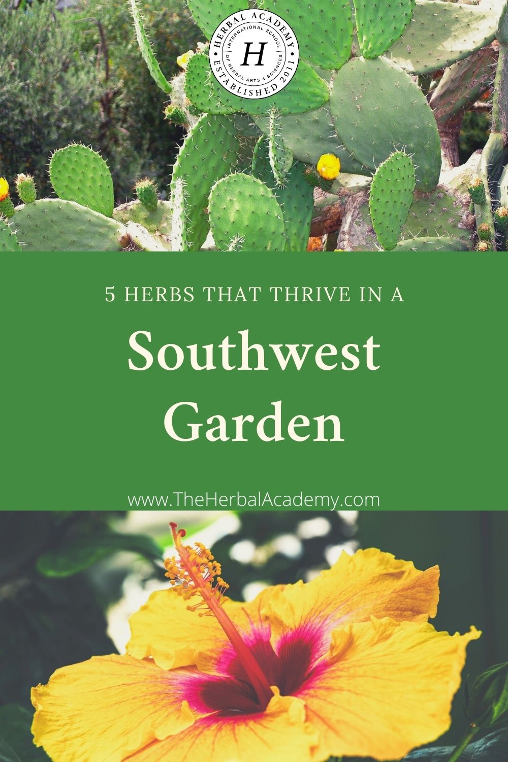 5 Herbs that Thrive in a Southwest Garden | Herbal Academy | Do you garden in the sunny Southwest? Here are five herbs that thrive in the summer heat of a Southwest garden.