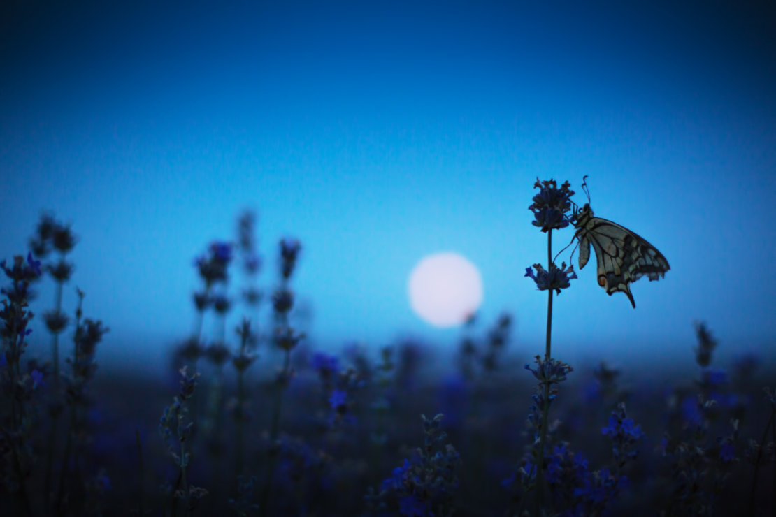 Mugwort Dream Pillow | Herbal Academy | butterfly by moonlight