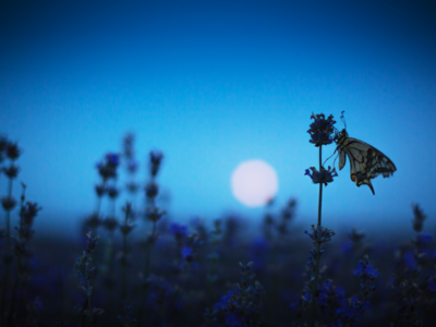 Mugwort Dream Pillow | Herbal Academy | butterfly by moonlight