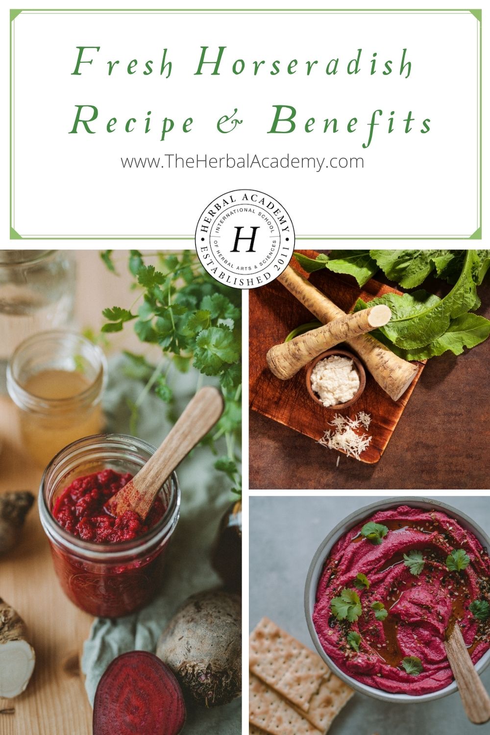 Winter Wellness: Fresh Horseradish Recipe & Benefits | Herbal Academy | This fresh horseradish recipe is a wonderful and simple condiment for winter wellness, especially in regards to sinus support!