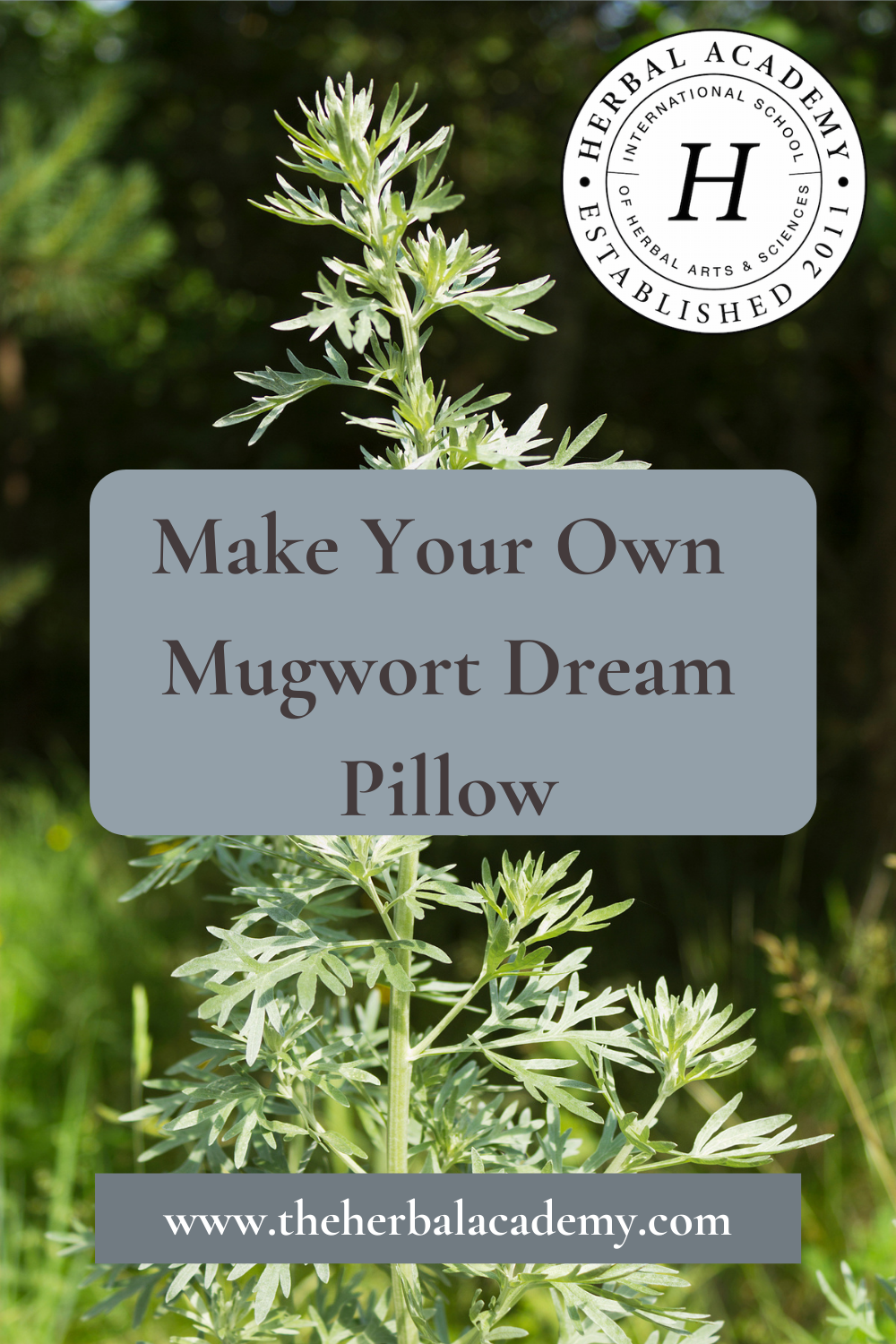 Mugwort Dream Pillow for Natural Sleep Aid | Herbal Academy | Mugwort offers a natural sleep aid and a mugwort dream pillow is the ideal gift for those who cannot remember their dreams.