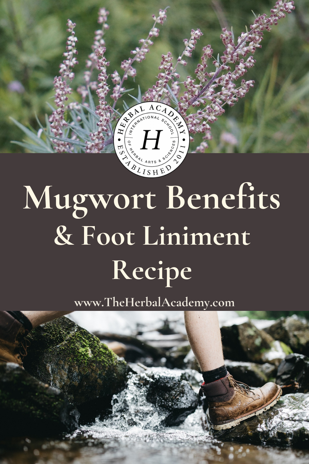 Mugwort Benefits & An Herbal Liniment Recipe | Herbal Academy | There are many mugwort benefits beyond its traditional uses for sleeping and dreaming that are worth exploring.