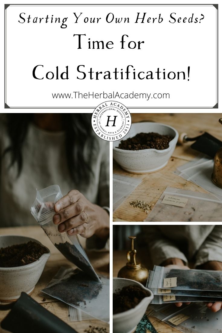 Cold stratification pinterest graphic 