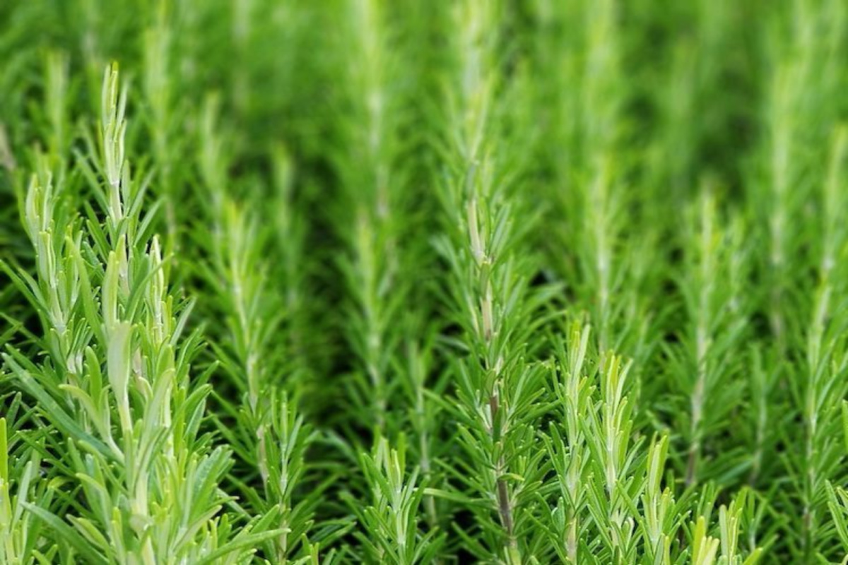 rosemary growing in the wild