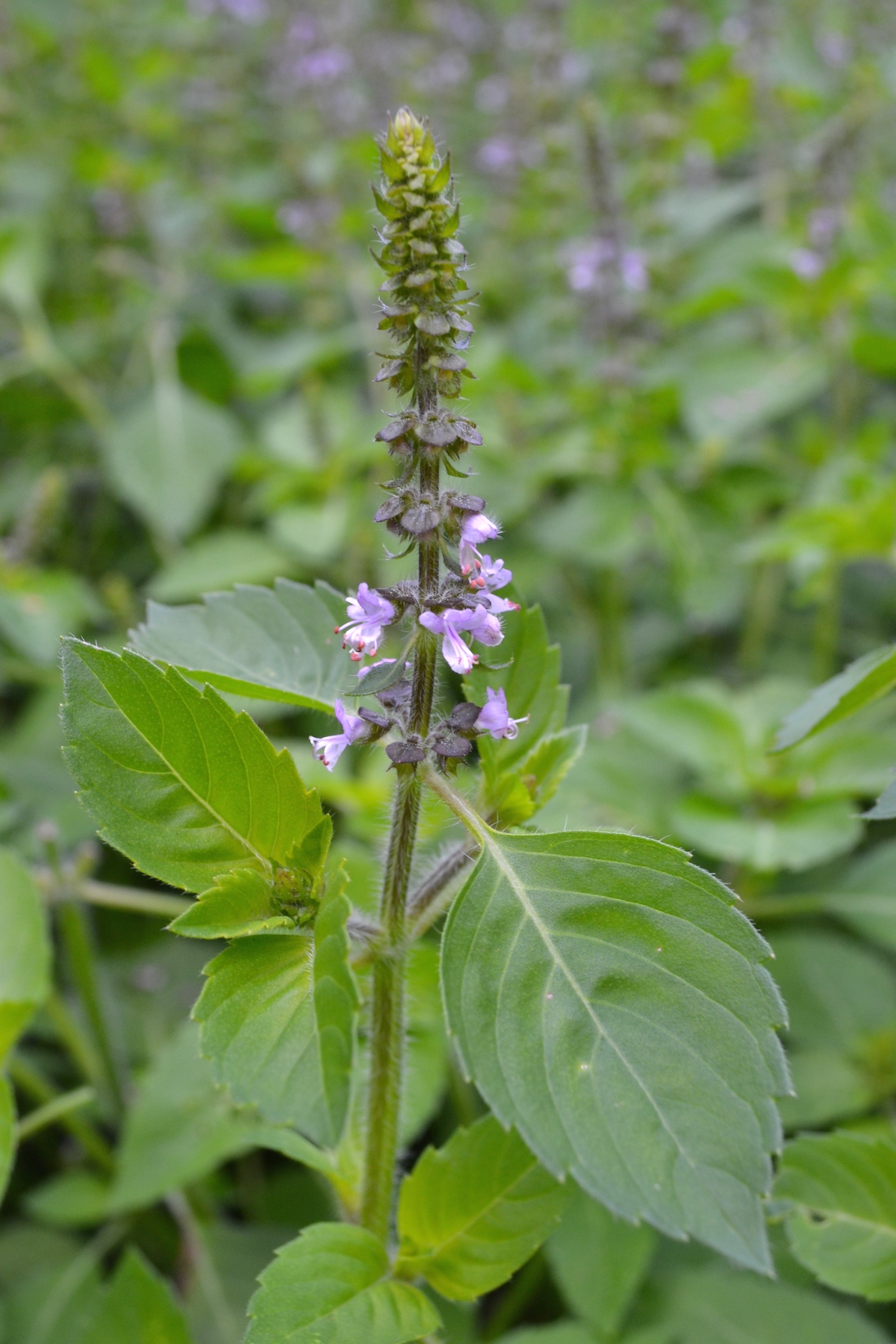 tulsi growing in the wild