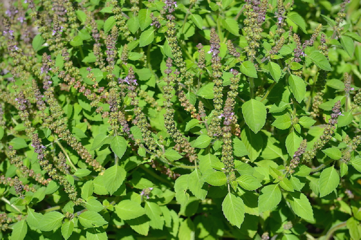 tulsi growing outdoors