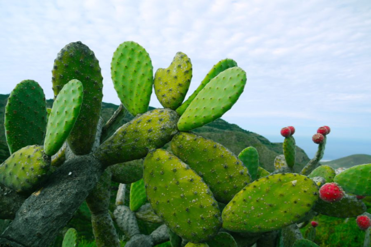 prickly pear growing outdoors