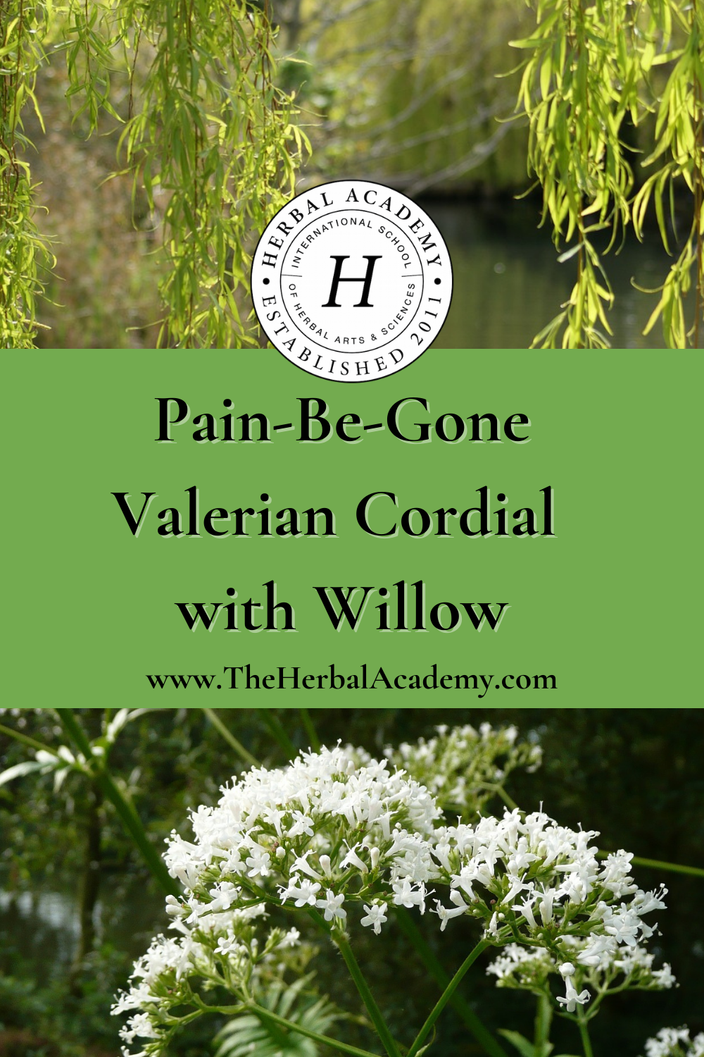 Pain-Be-Gone Valerian Cordial with Willow | Herbal Academy | This valerian cordial contains Valerian officinalis, known for its relaxant properties and its ability to relieve minor aches and pains.