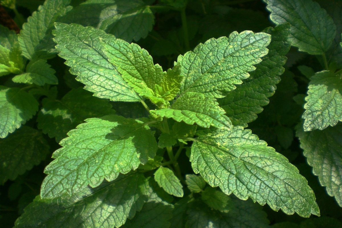 lemon balm growing in the wild