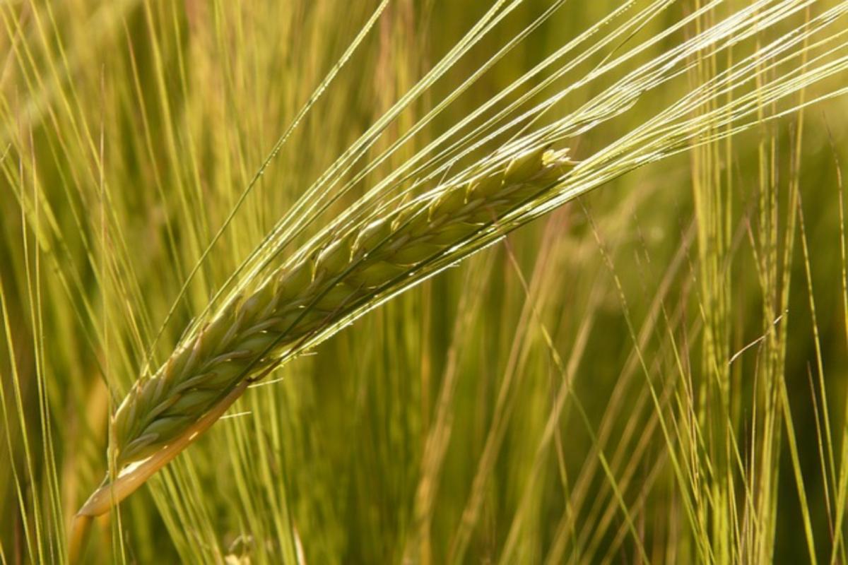 barley can be a helpful herb for supporting work-life balance and nerves