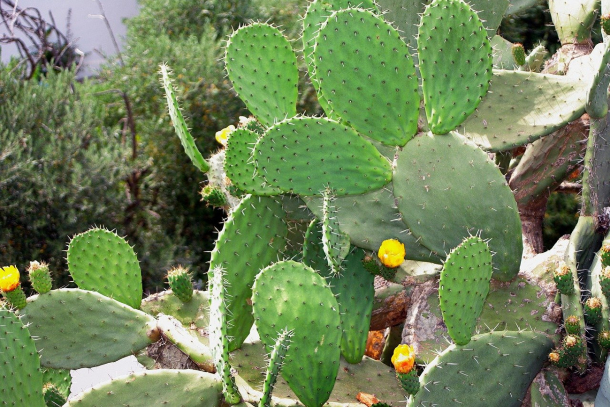 close up of prickly pear cactus 