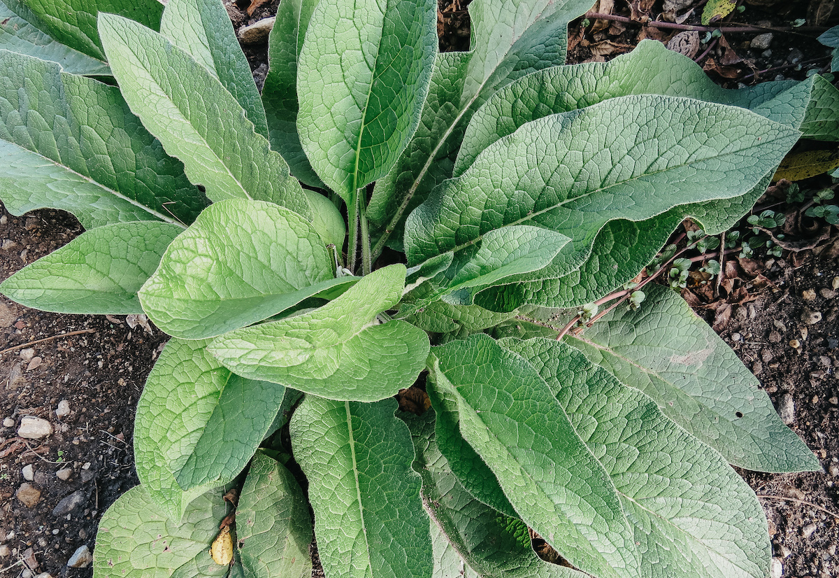 comfrey growing outside