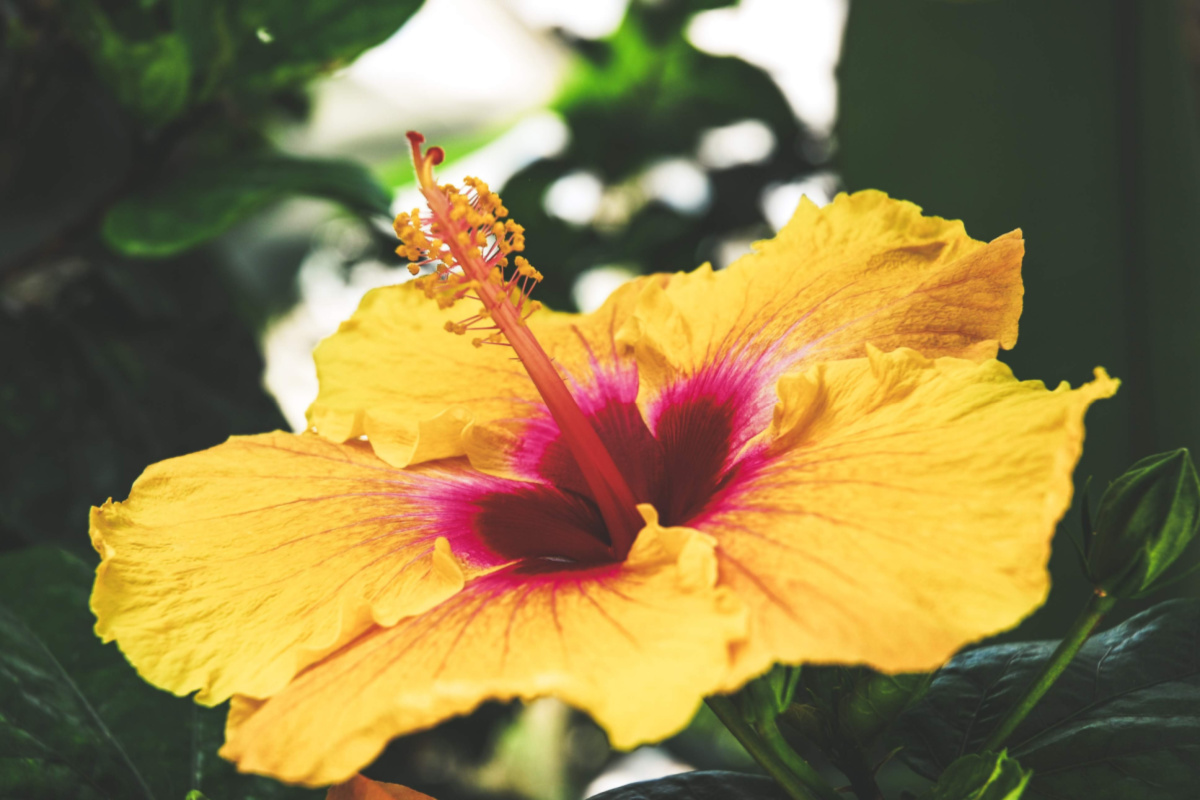 Hibiscus growing in the wild