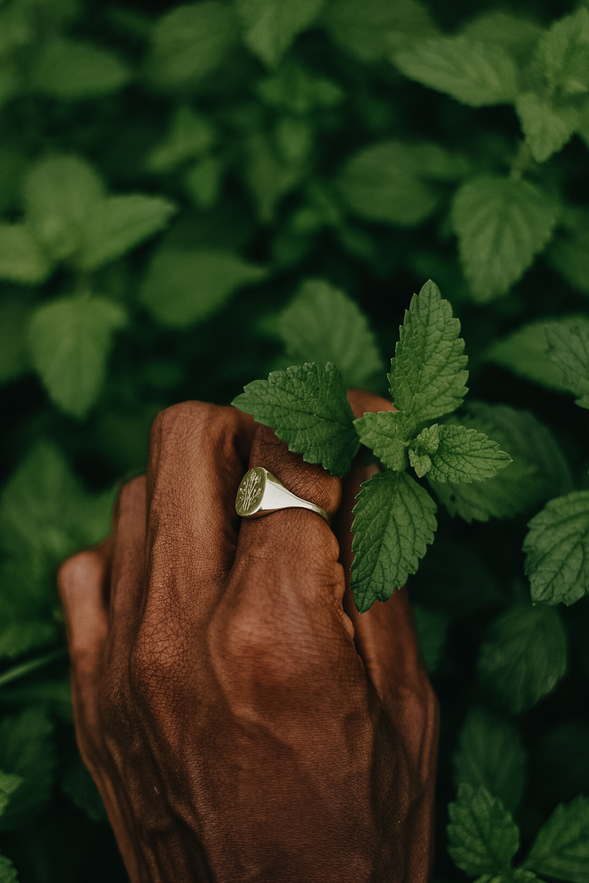 hand holding lemon balm