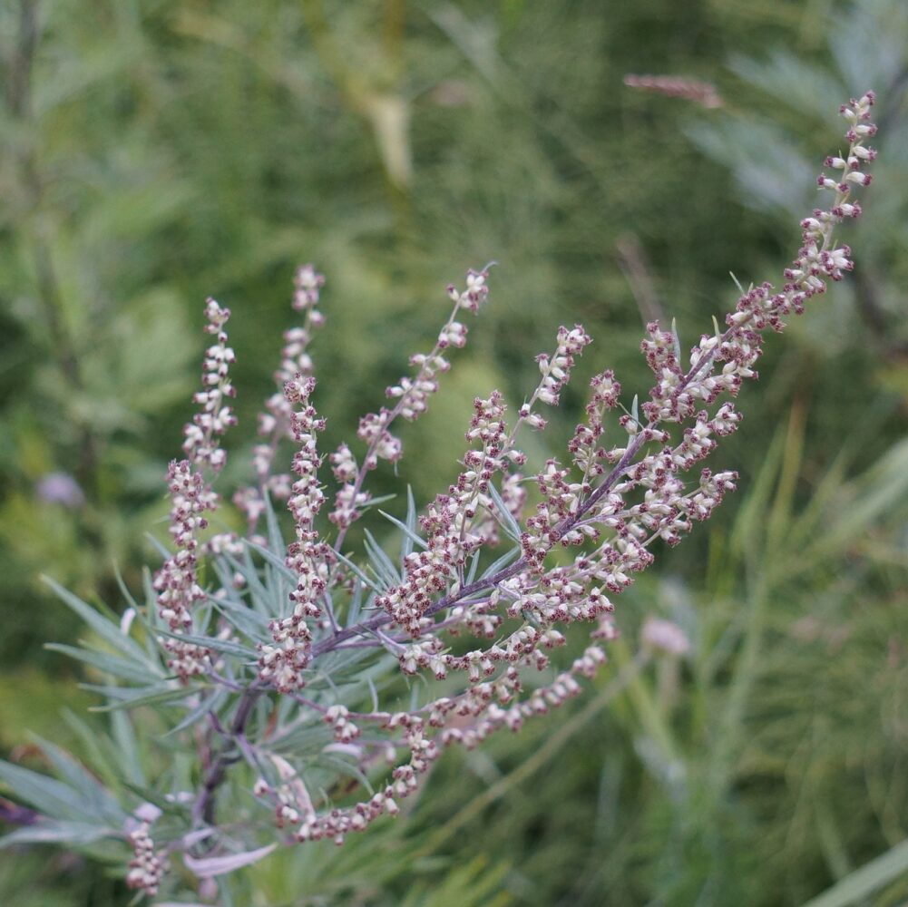 Mugwort Benefits & Foot Liniment | Herbal Academy | Mugwort