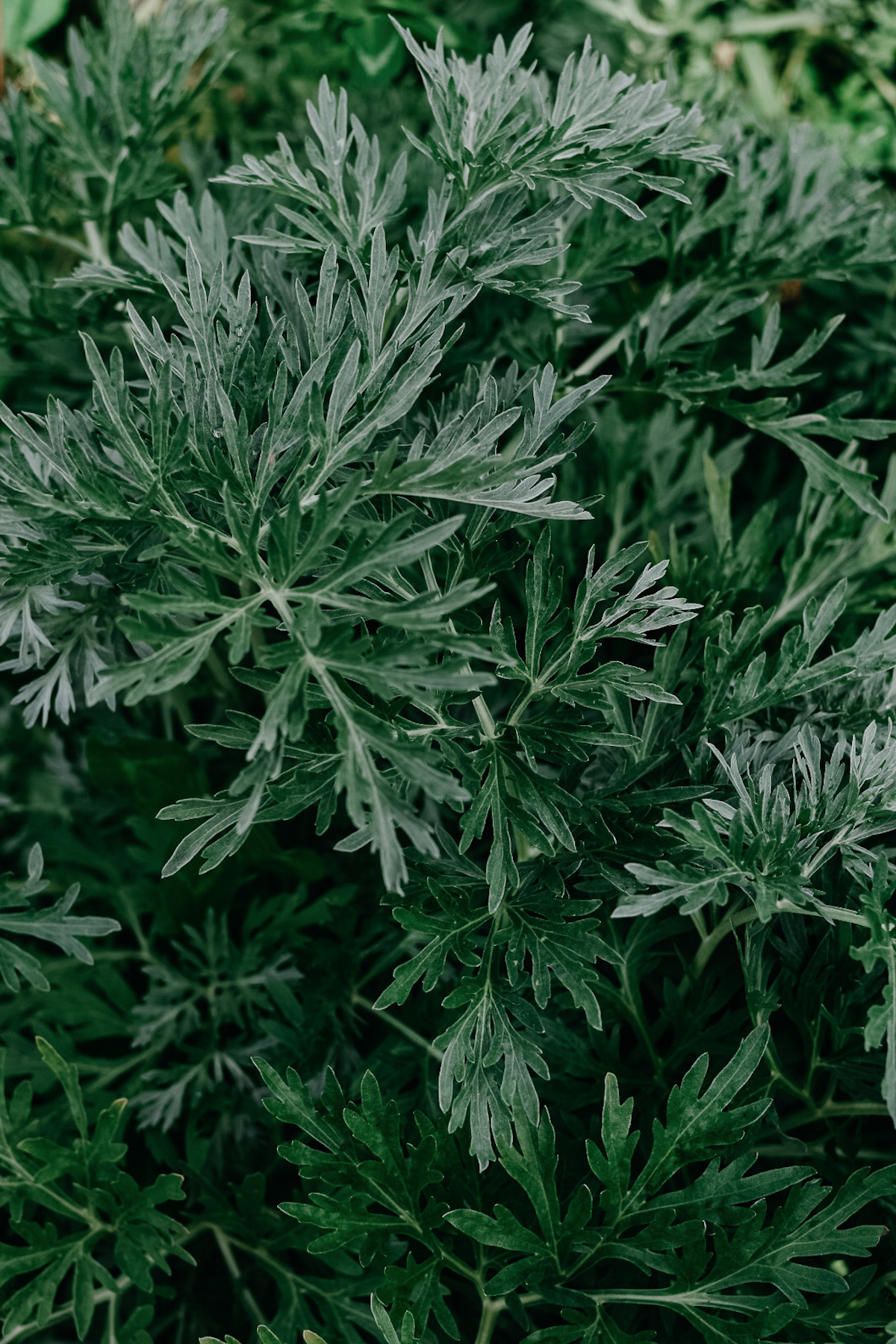 closeup of mugwort growing outside