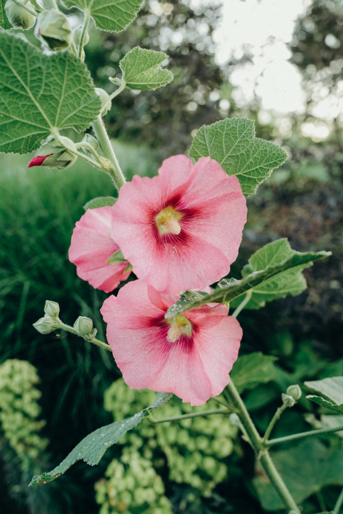 hollyhock growing outside