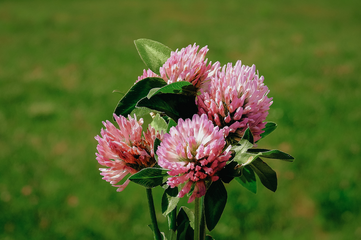 small bundle of red clover