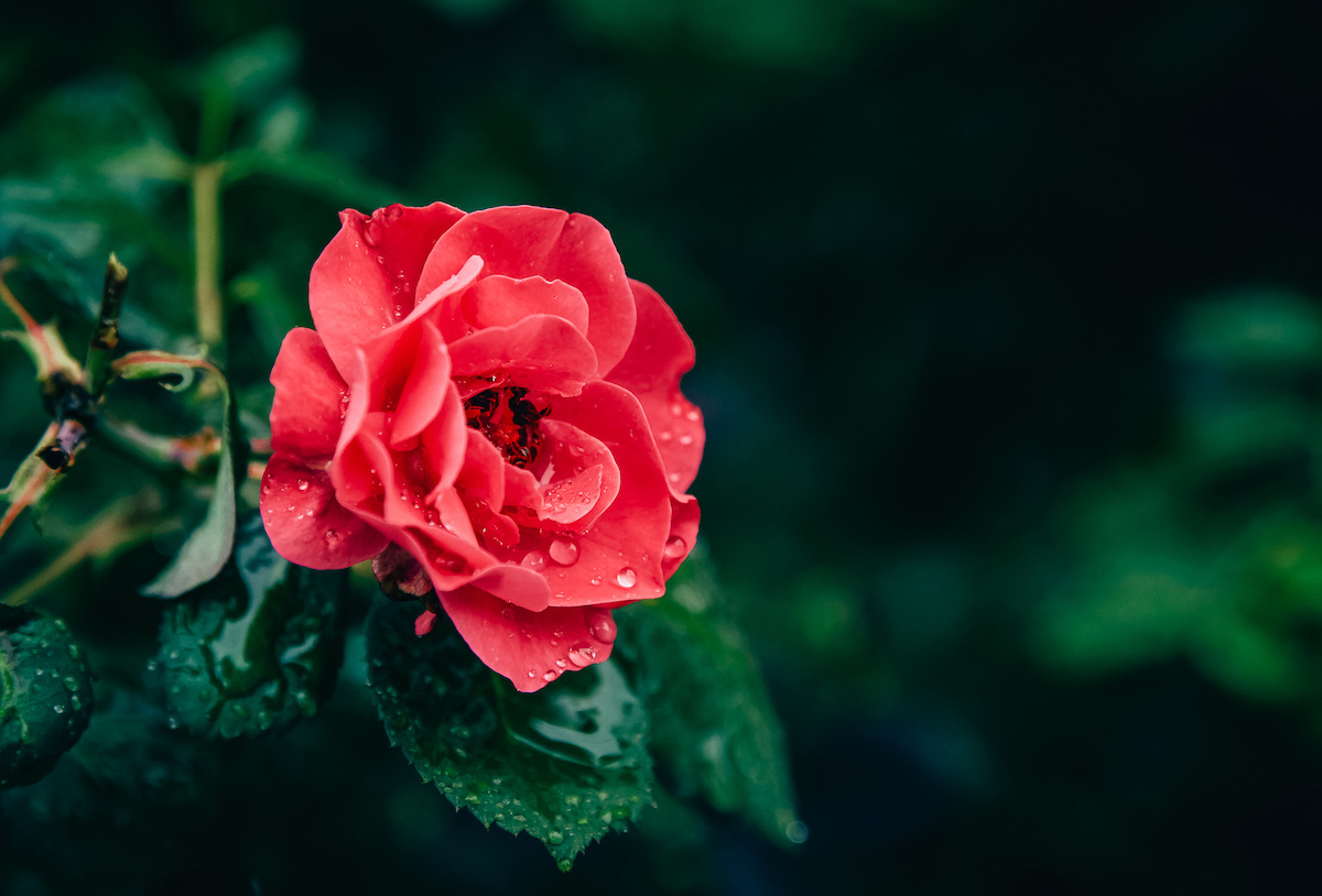 rose growing outside