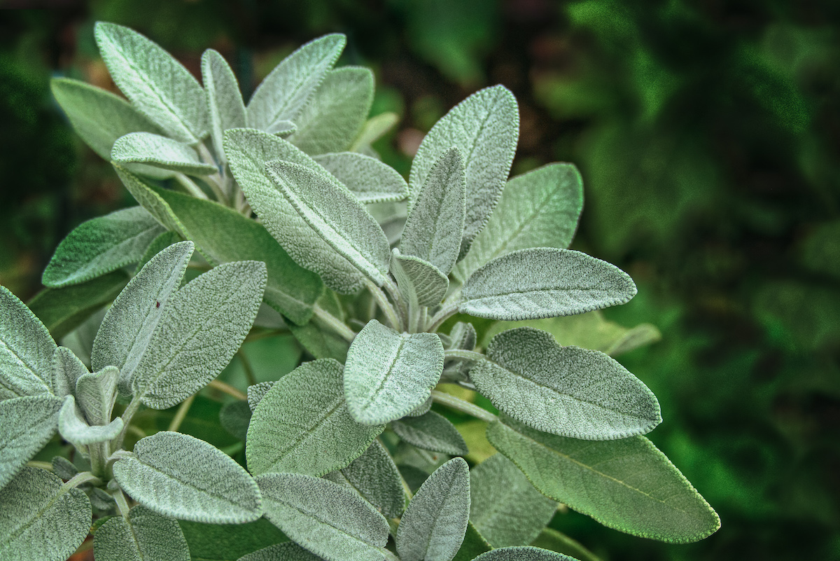 sage plant growing outside