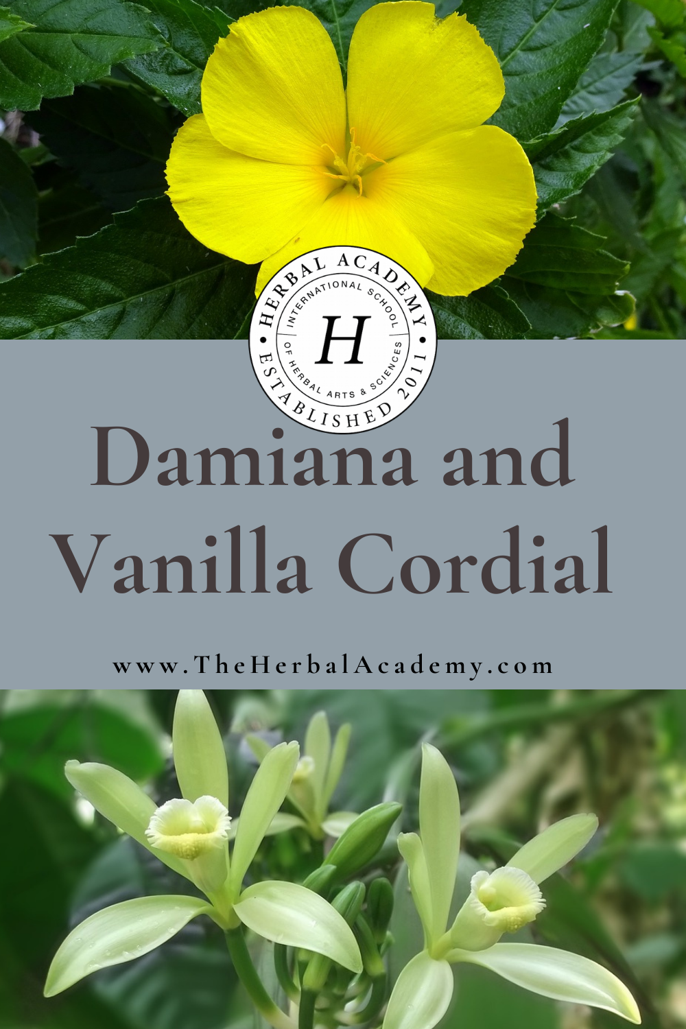 Damiana and Vanilla Cordial | Herbal Academy | Homemade vanilla cordial with damiana reminds us that vanilla has more uses than just as a perfume or flavoring agent.