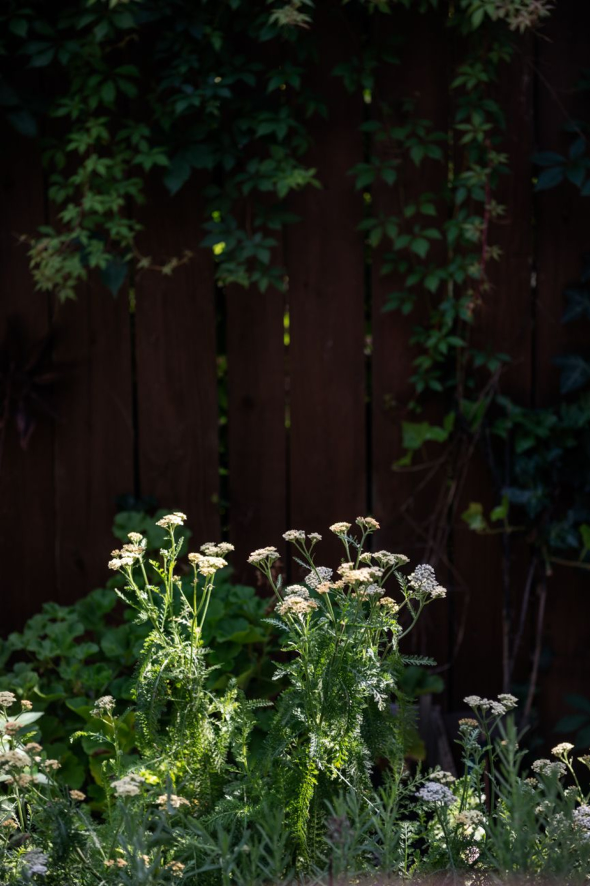 yarrow growing outside