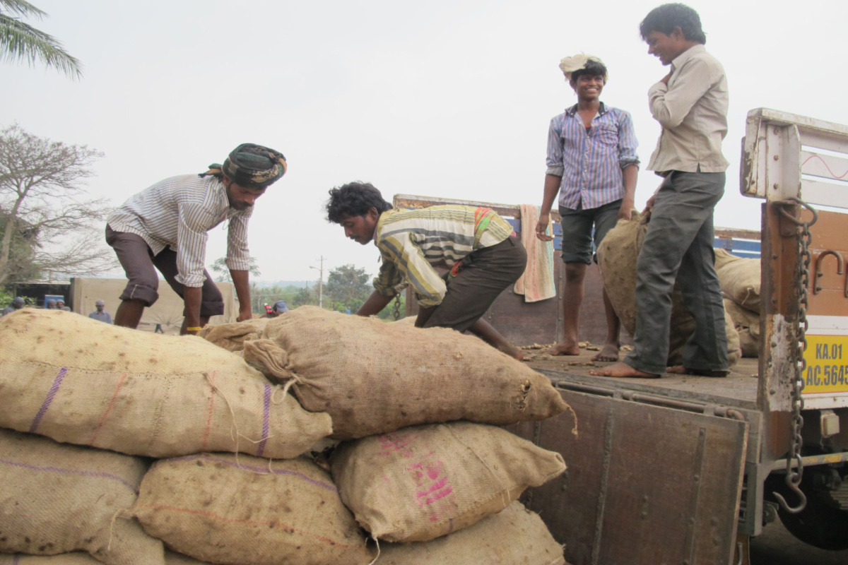 men loading bags of herbs onto a truck