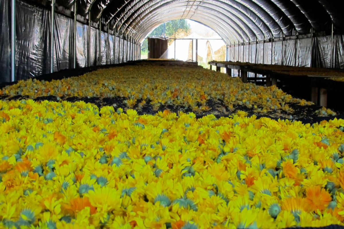 calendula flowers in a greenhouse