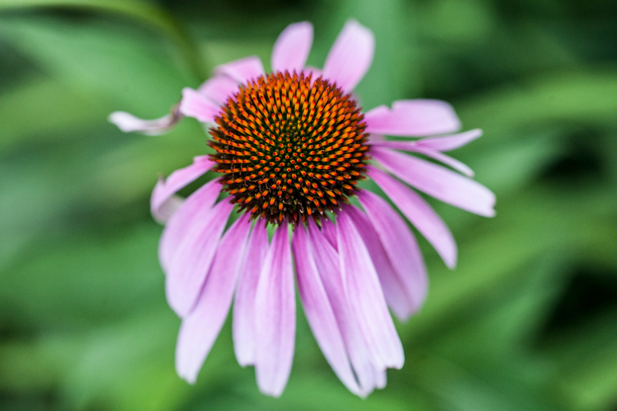 echinacea growing outside