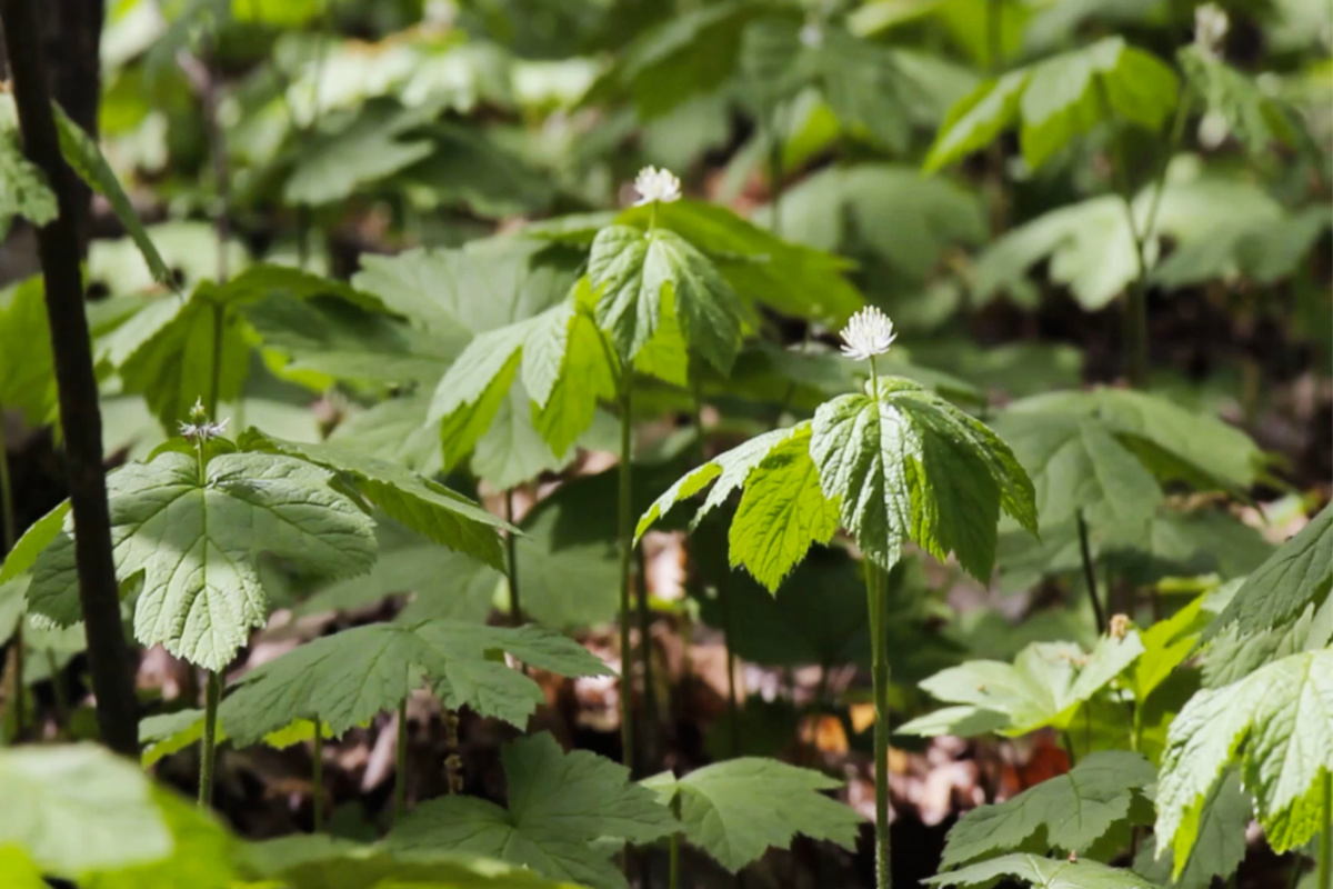 goldenseal in the wild