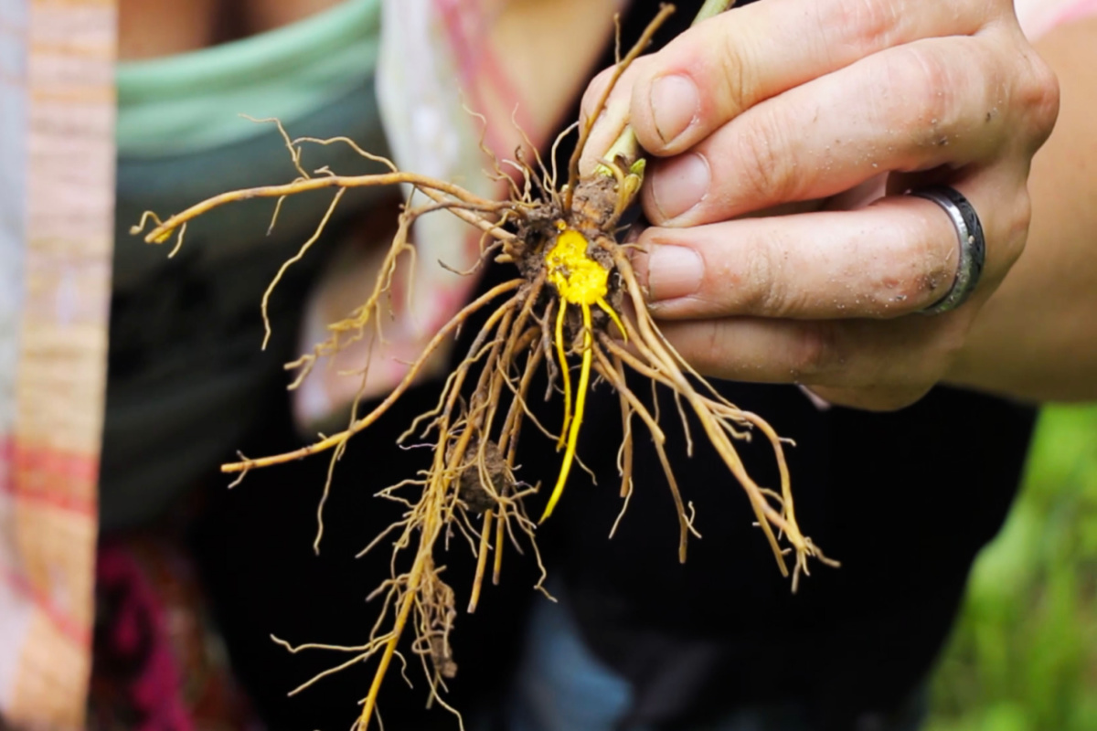 goldenseal root