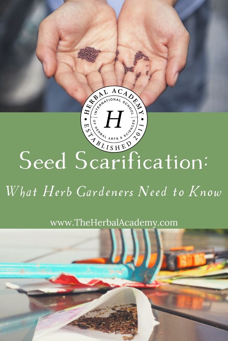 Seed Scarification: What Herb Gardeners Need to Know | Herbal Academy | Let’s take a look at a few different methods of seed scarification to increase germination rates among seeds with tough outer shells.