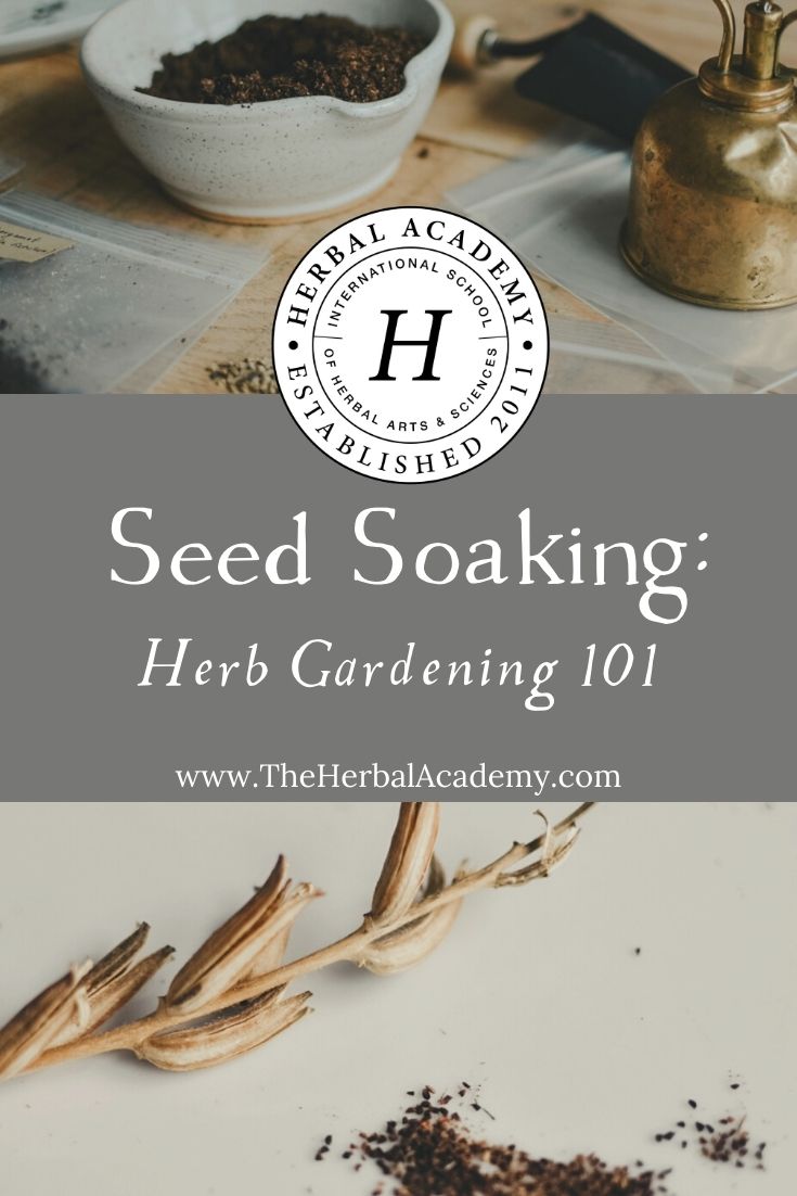 Seed Soaking: Herb Gardening 101 | Herbal Academy | Learn all about the method of seed soaking. This is a method of preparing seeds, specifically those with hard outer shells, for planting.