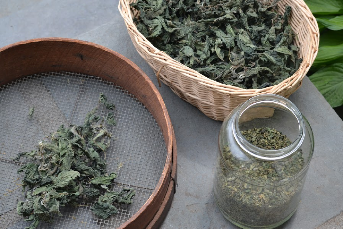 dried nettle on a screen, in a basket, and in a jar for nutrient deficiencies recipes