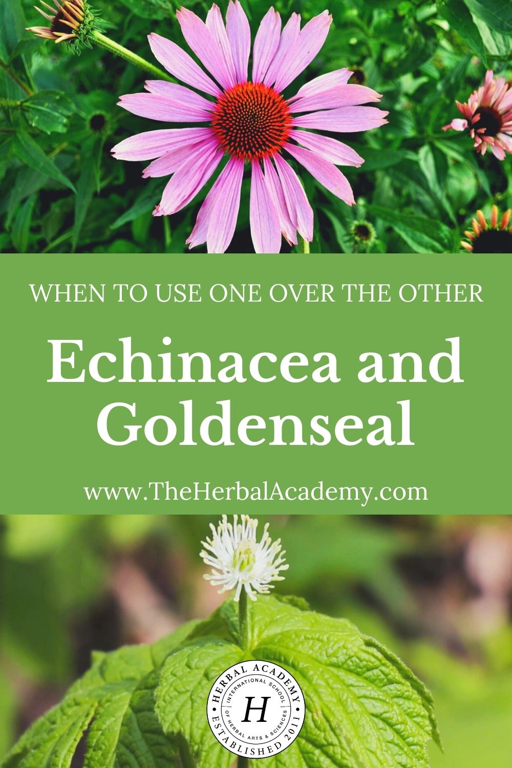 Echinacea and Goldenseal: When to Use One Over the Other | Herbal Academy | In this post, we offer guidance about the best times to use echinacea and goldenseal, along with sustainable replacement options for each.