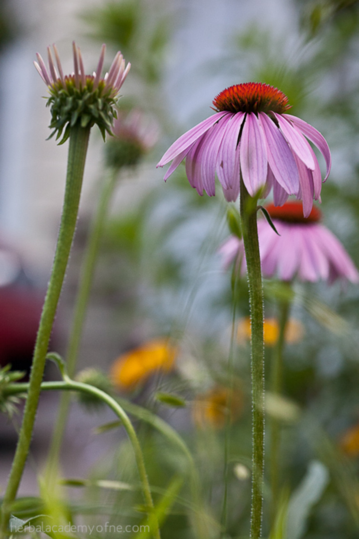 echinacea