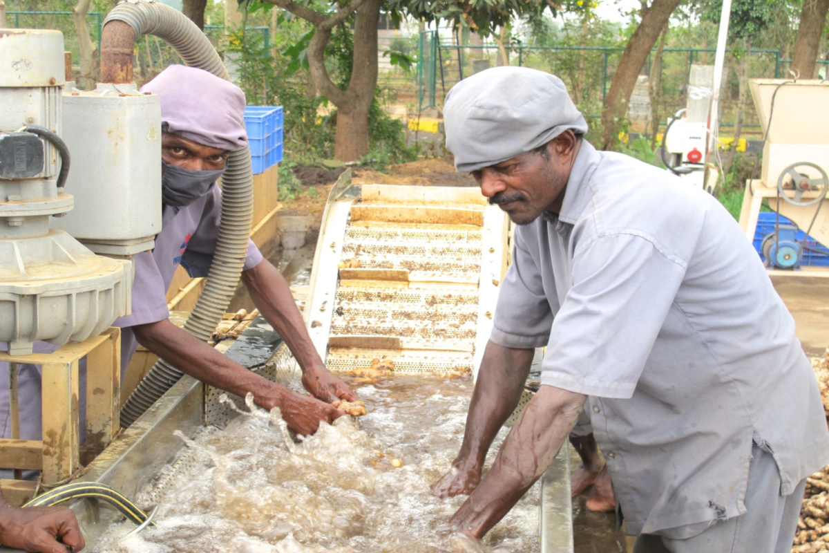 men washing ginger root