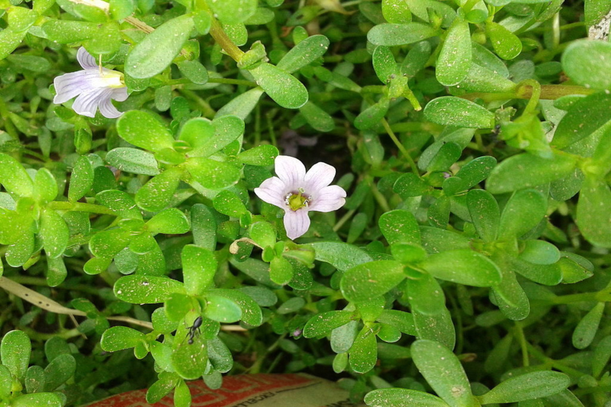 brahmi growing as an herbal ground cover