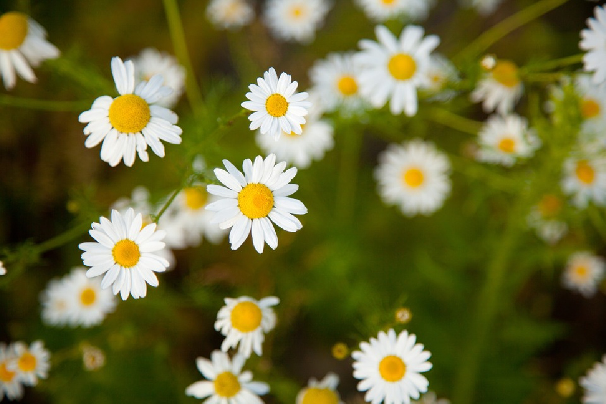 chamomile flowers growing outside