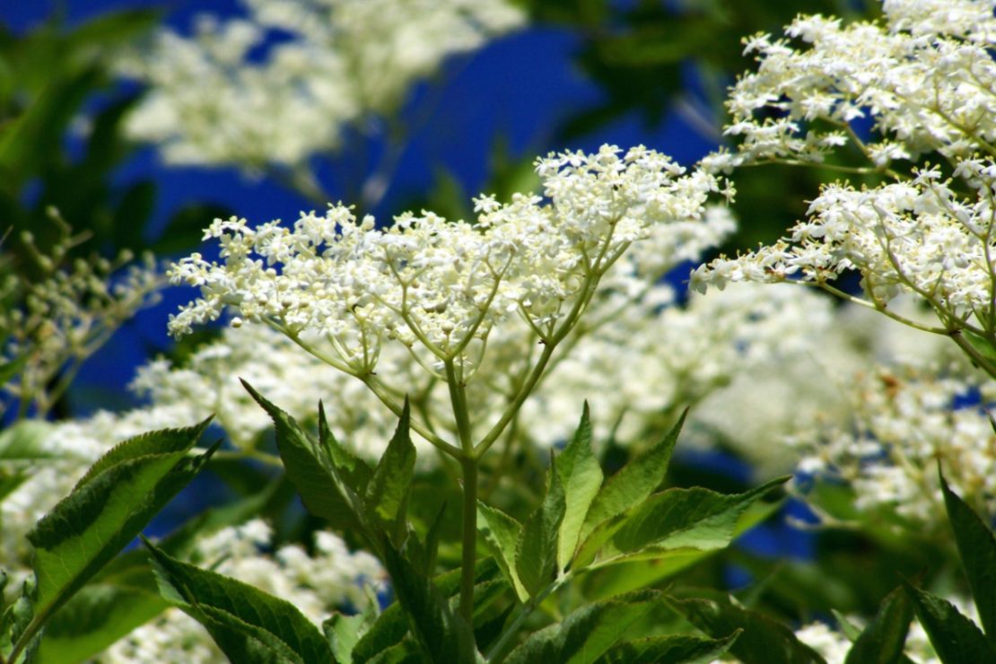 Herbal Trees – Herbal Academy
