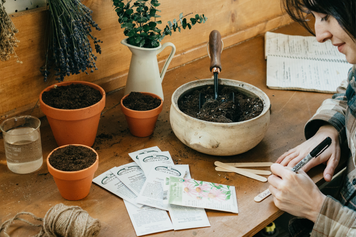 supplies to grow echinacea