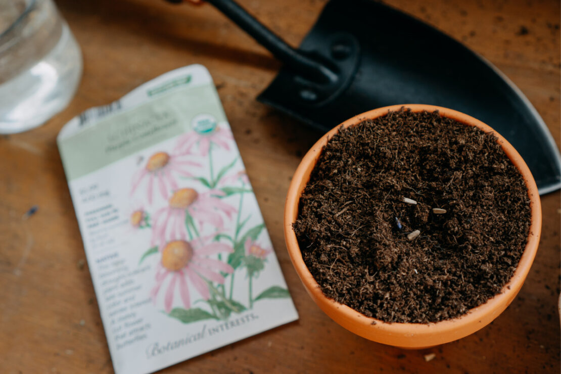 How to Grow Echinacea featured image